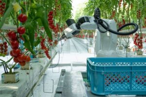 デンソーのトマト収穫ロボット